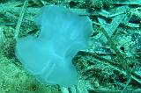 2009-09-07 11-18-35Li